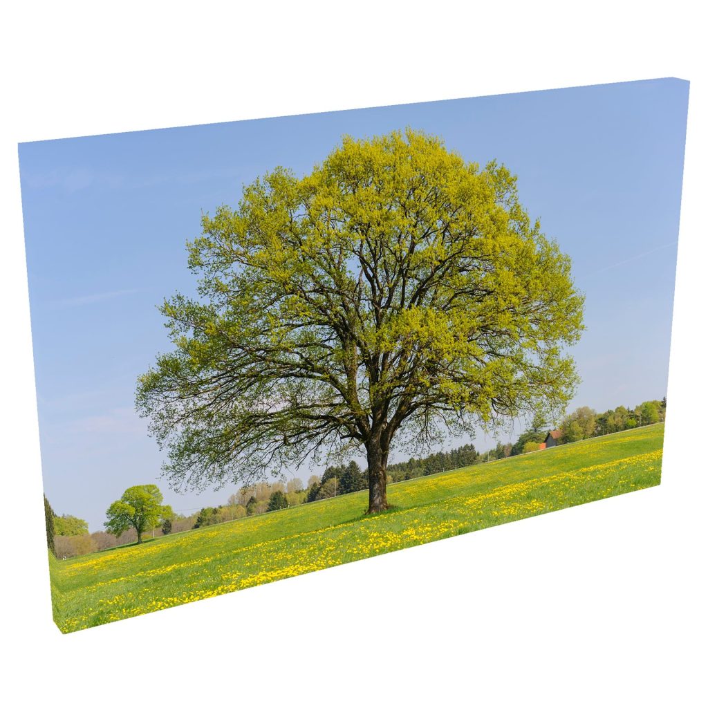 Quadro Decorativo Grande em Tela com Borda Infinita - Campo