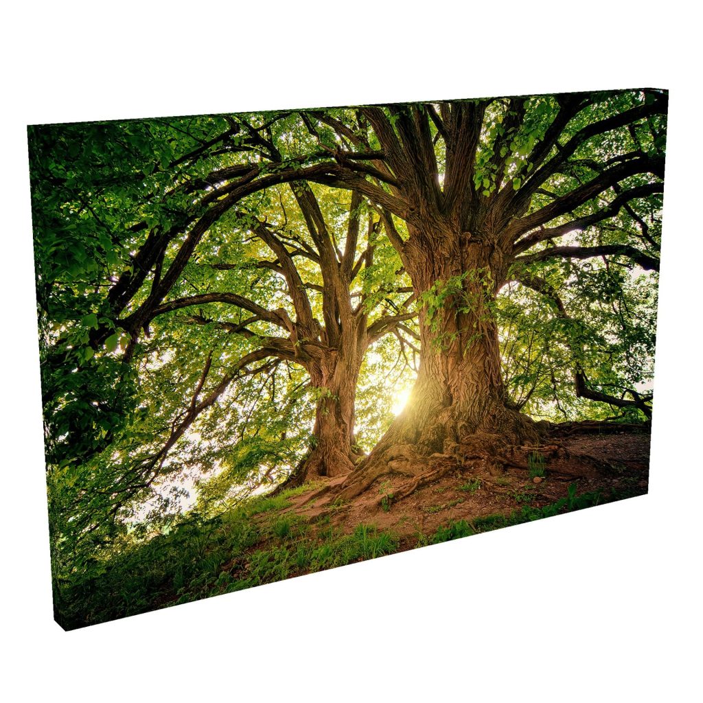 Quadro Decorativo Grande em Tela com Borda Infinita Árvores