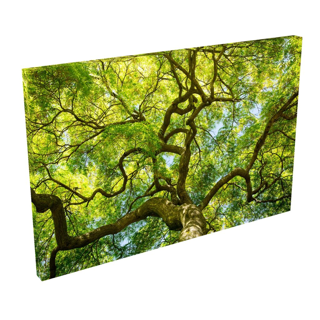 Quadro Decorativo Grande Tela c/Borda Infinita- Árvore Verde